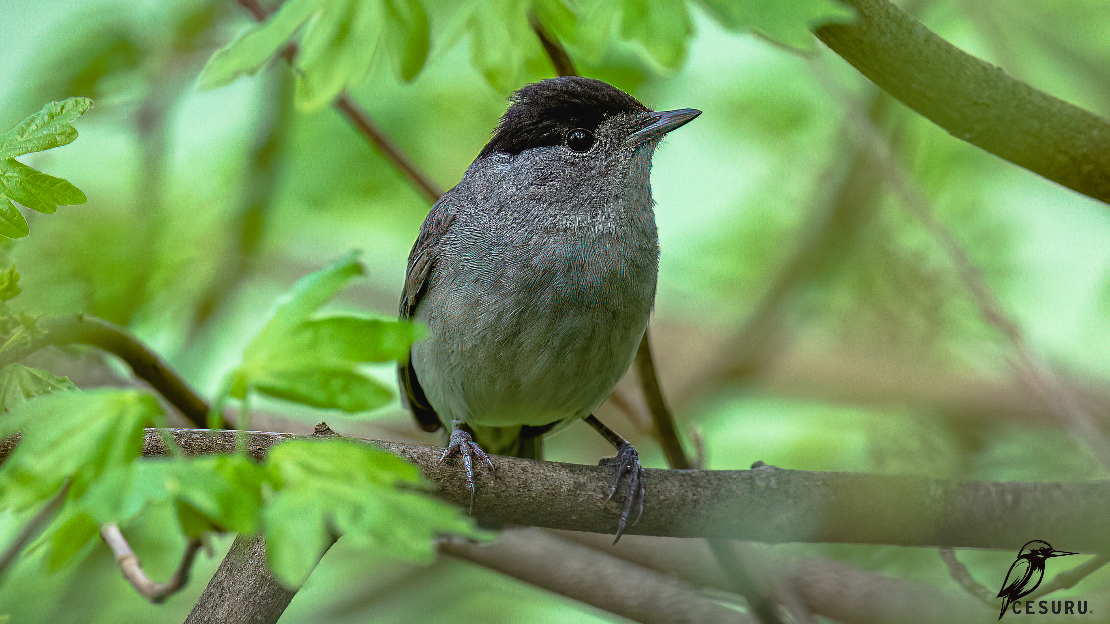 Eurasian Blackcap